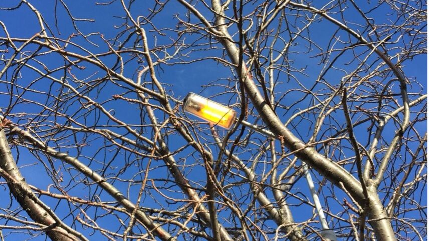 Sur fond de ciel bleu, des branches et rameaux d’un arbre sans feuilles, sinuant de droite à gauche vers le haut. Derrière l’arbre, un lampadaire allumé suit le mouvement, son tube jaune or resplendissant au centre de l’entrelacs.